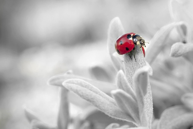 ladybug-796483_640 Kubernetes